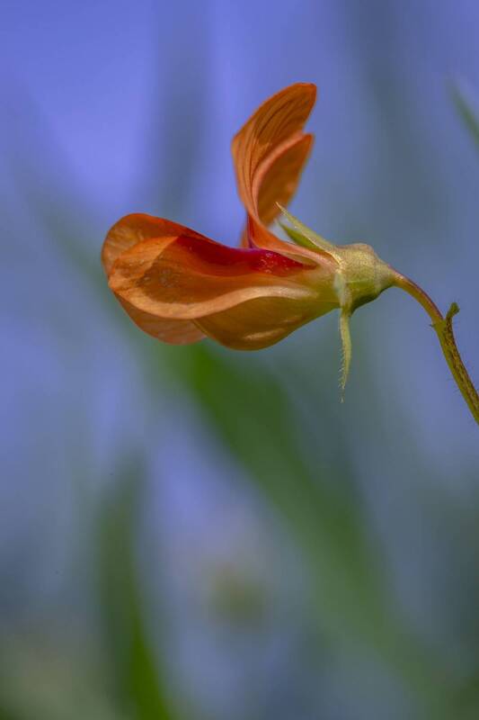 macro, flowers, plants, nature, spring, red, grass flowers фото превью