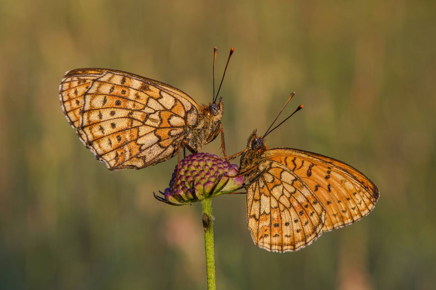 macrophotography, bug, butterflies, Camilla Zocchi