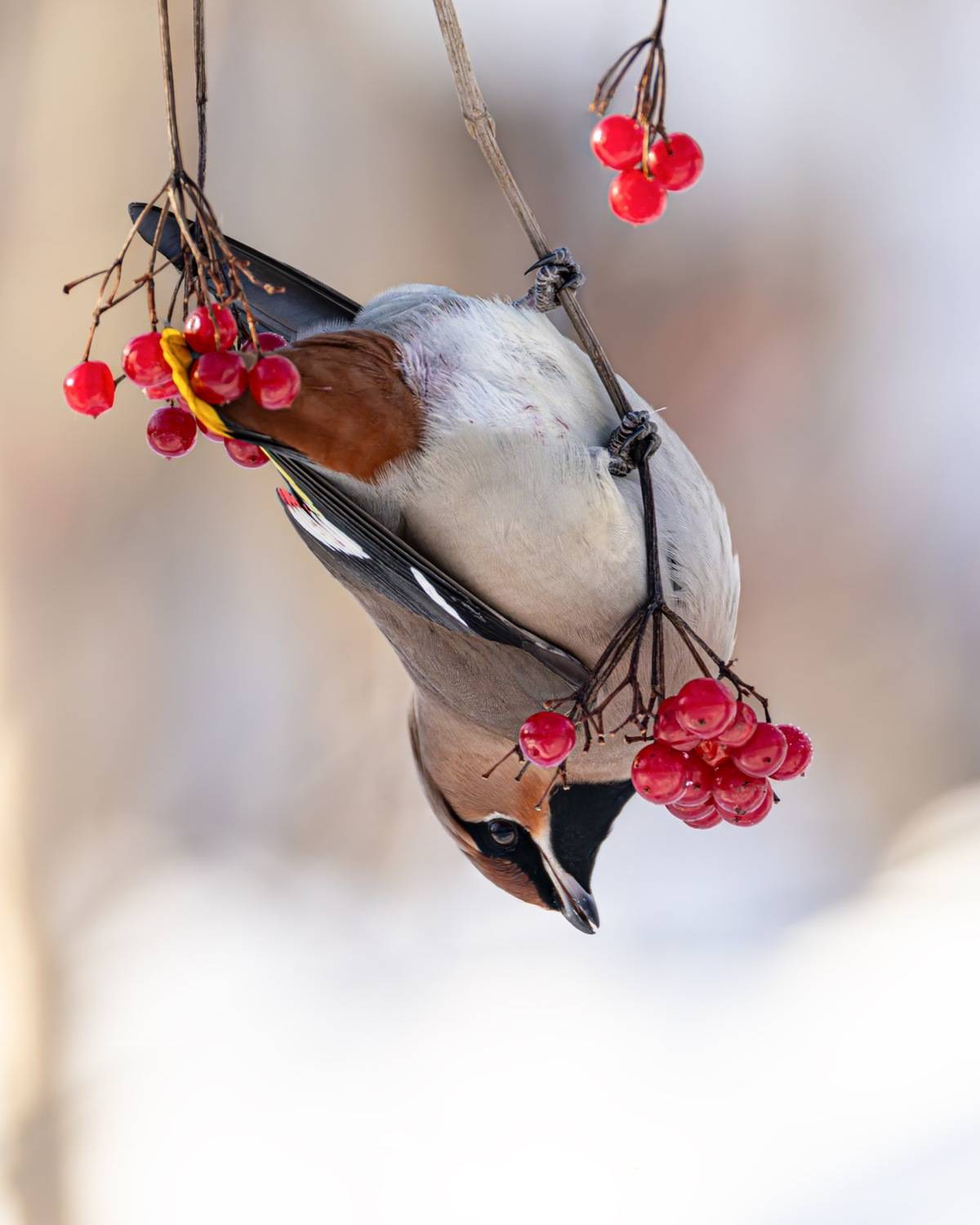 калина, свиристель, птицы, зима, Ruslan Pl