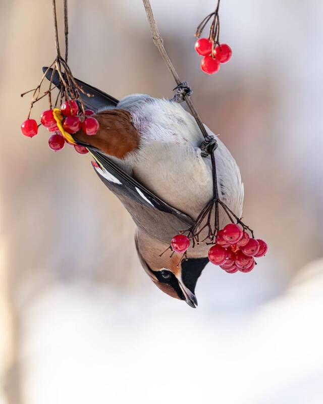 калина, свиристель, птицы, зима Свиристель фото превью