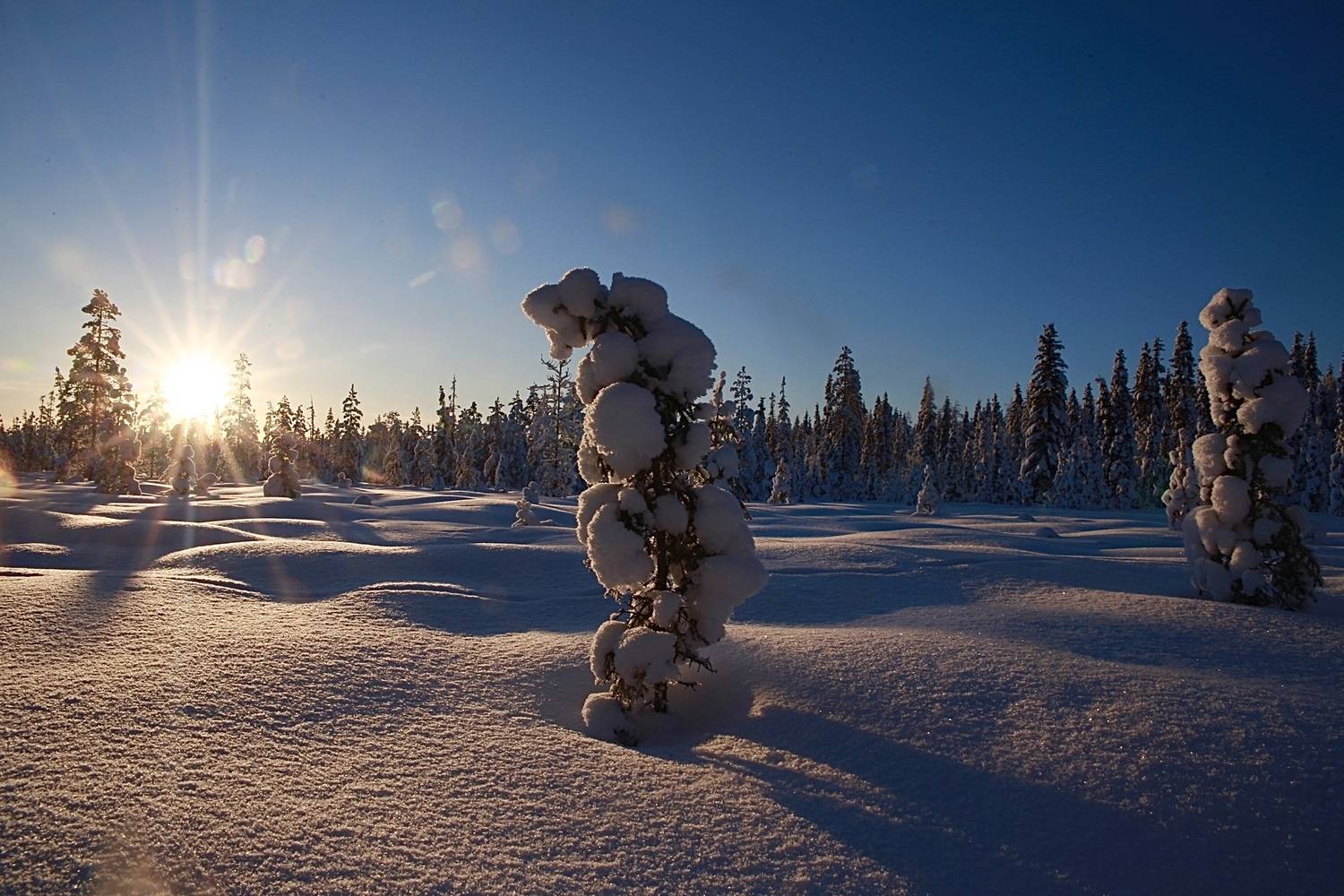 лес, сугробы, солнце, закат, сосны, север, мороз, солнце, пейзаж, иней, Алёна Салтыкова
