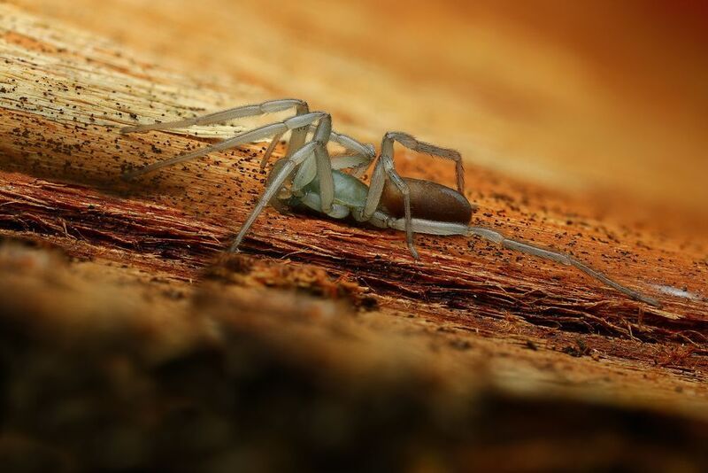 макро, природа, животное, растение, цвет, фото, коричневый, паук, кора Растянулся фото превью