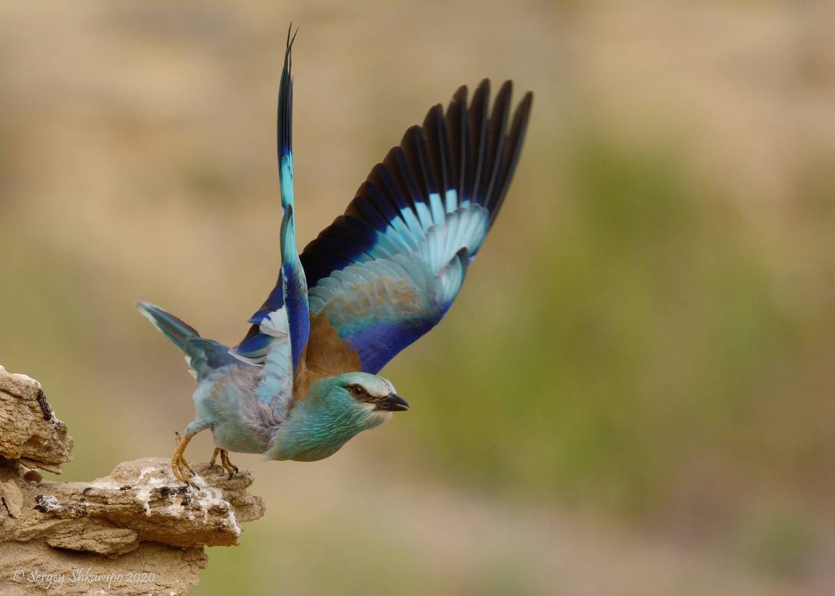 , Сергей Шкарупо