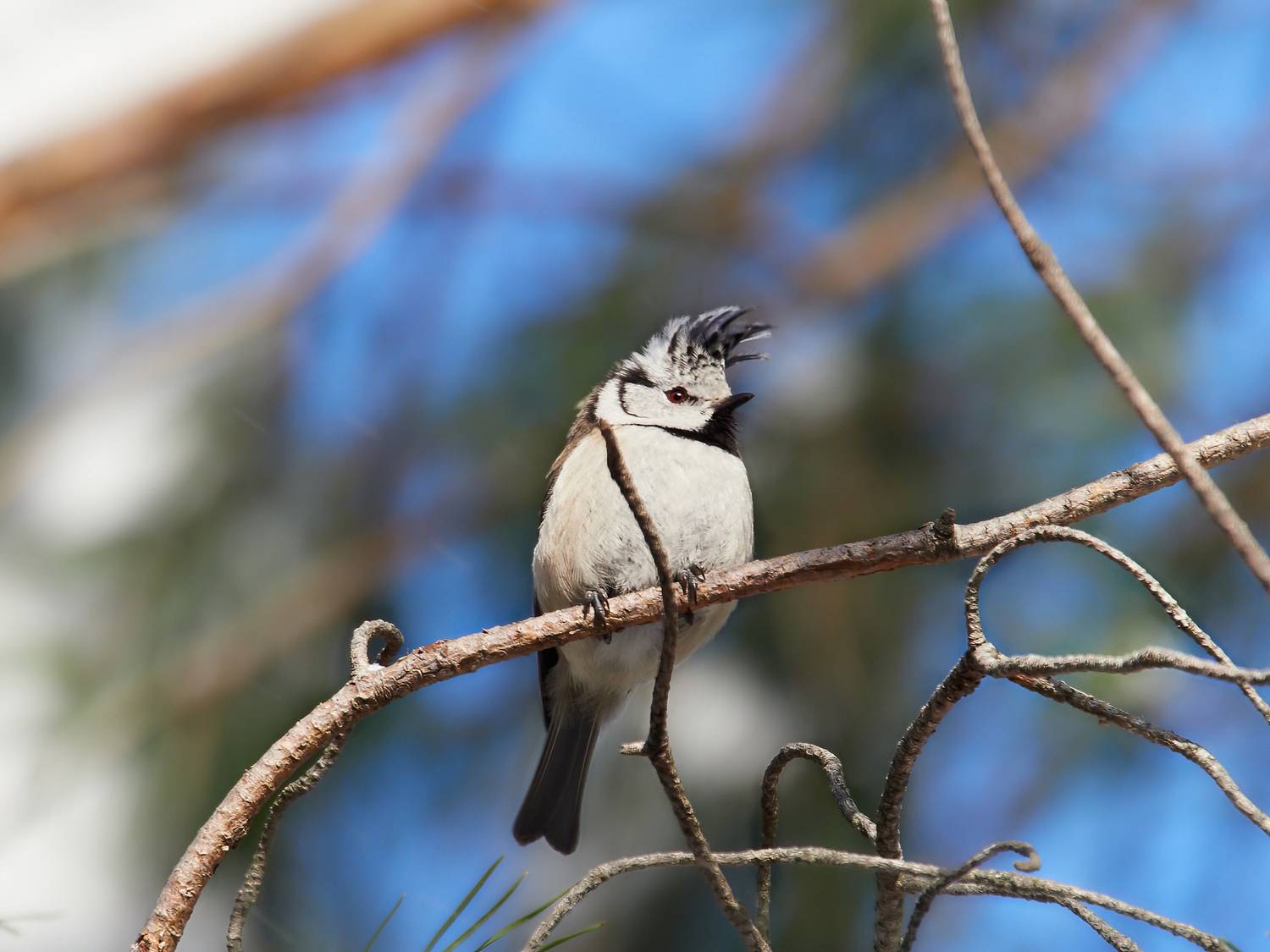 Московская область, Мещёра, день, лес, птицы, фотоохота, хохлатая синица, синица, Михаил