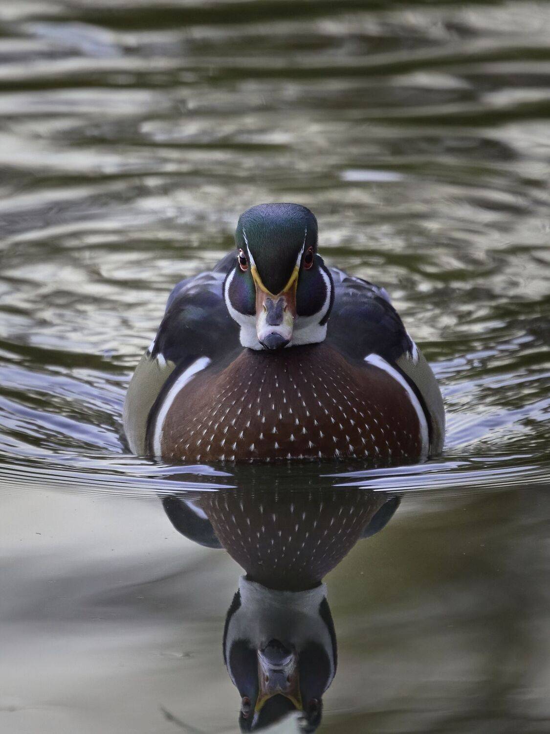Москва, фотоохота, осень, птицы, водоплавающие, утка, каролинка, Михаил