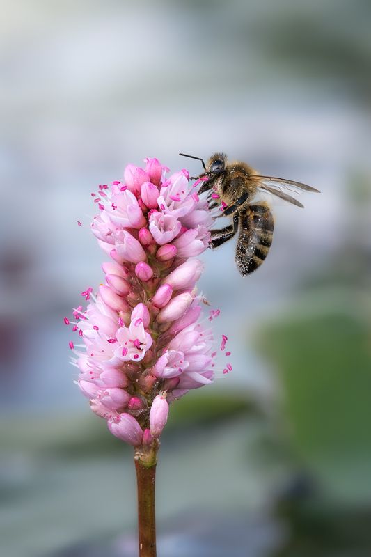 Медоносная пчела.  фото превью
