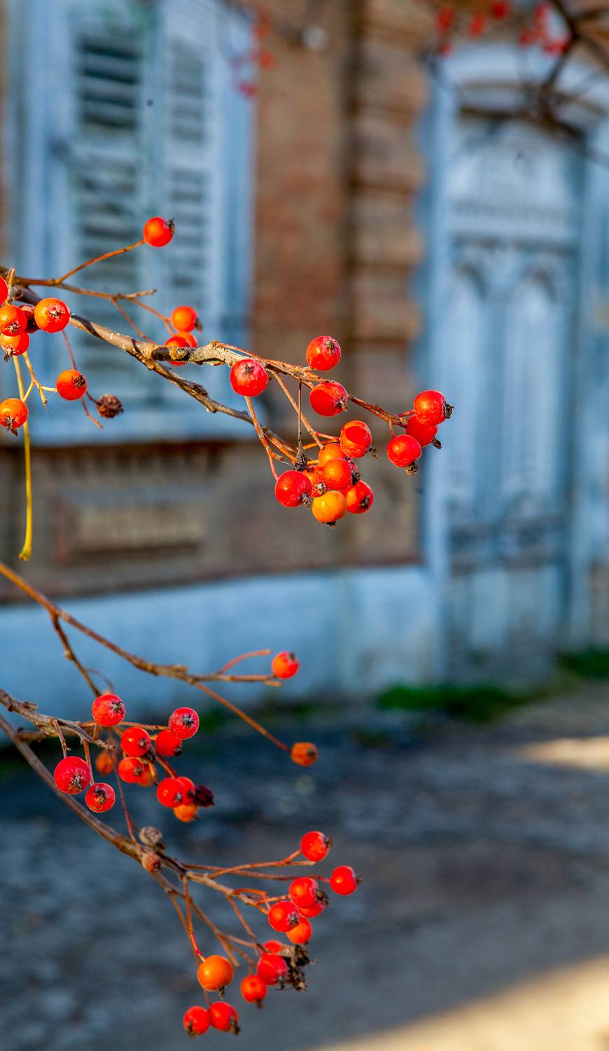 , Андрей Петросян