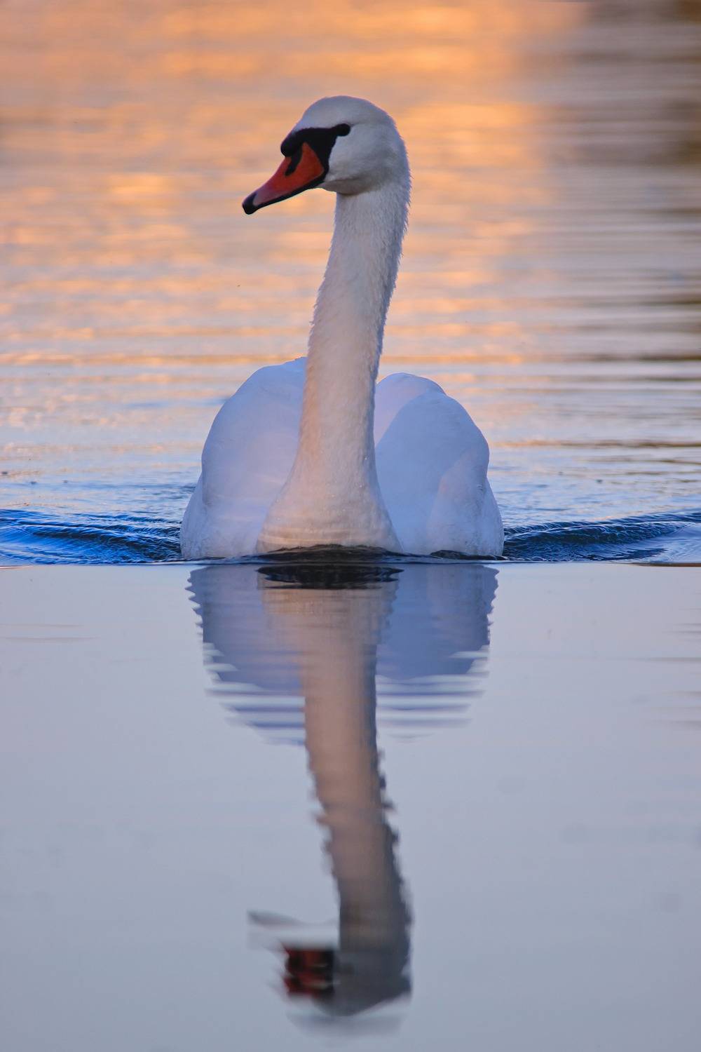 лебедь-шипун, cygnus olor, sergey izoya