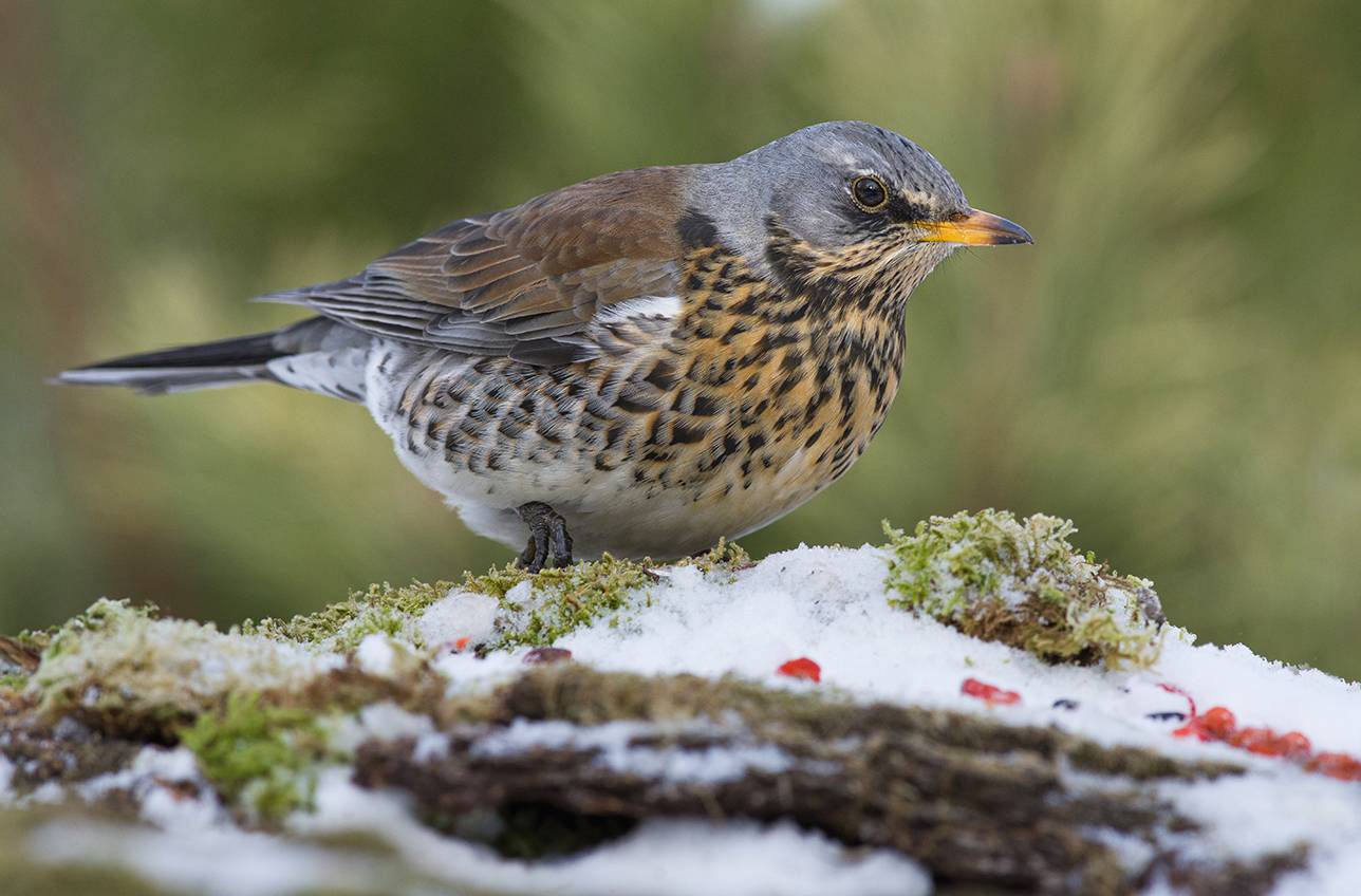дрозд, рябинник, февраль, ягоды, снег, Иван