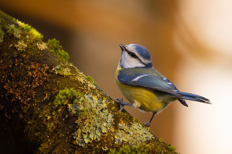 Titmouse фото превью