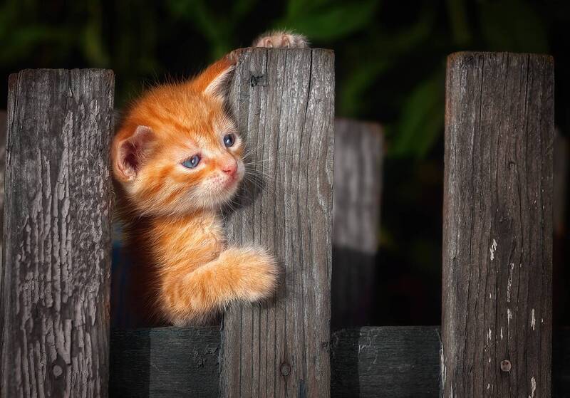 *** фото превью