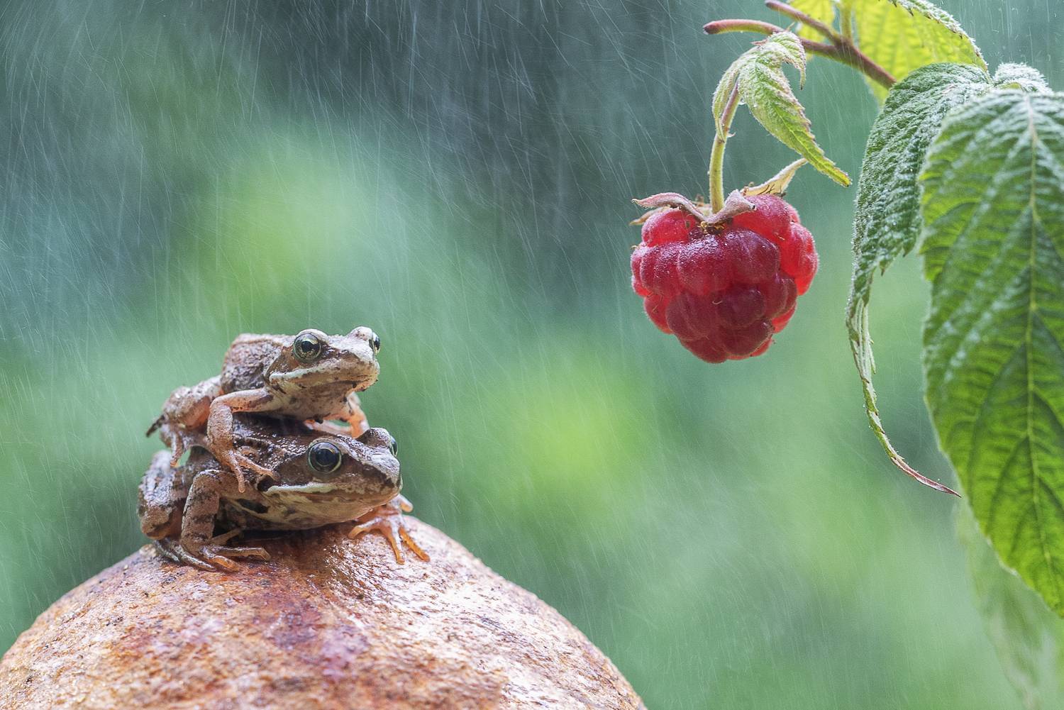 малина, лягушонок, лягушата, Татьяна Феденкова