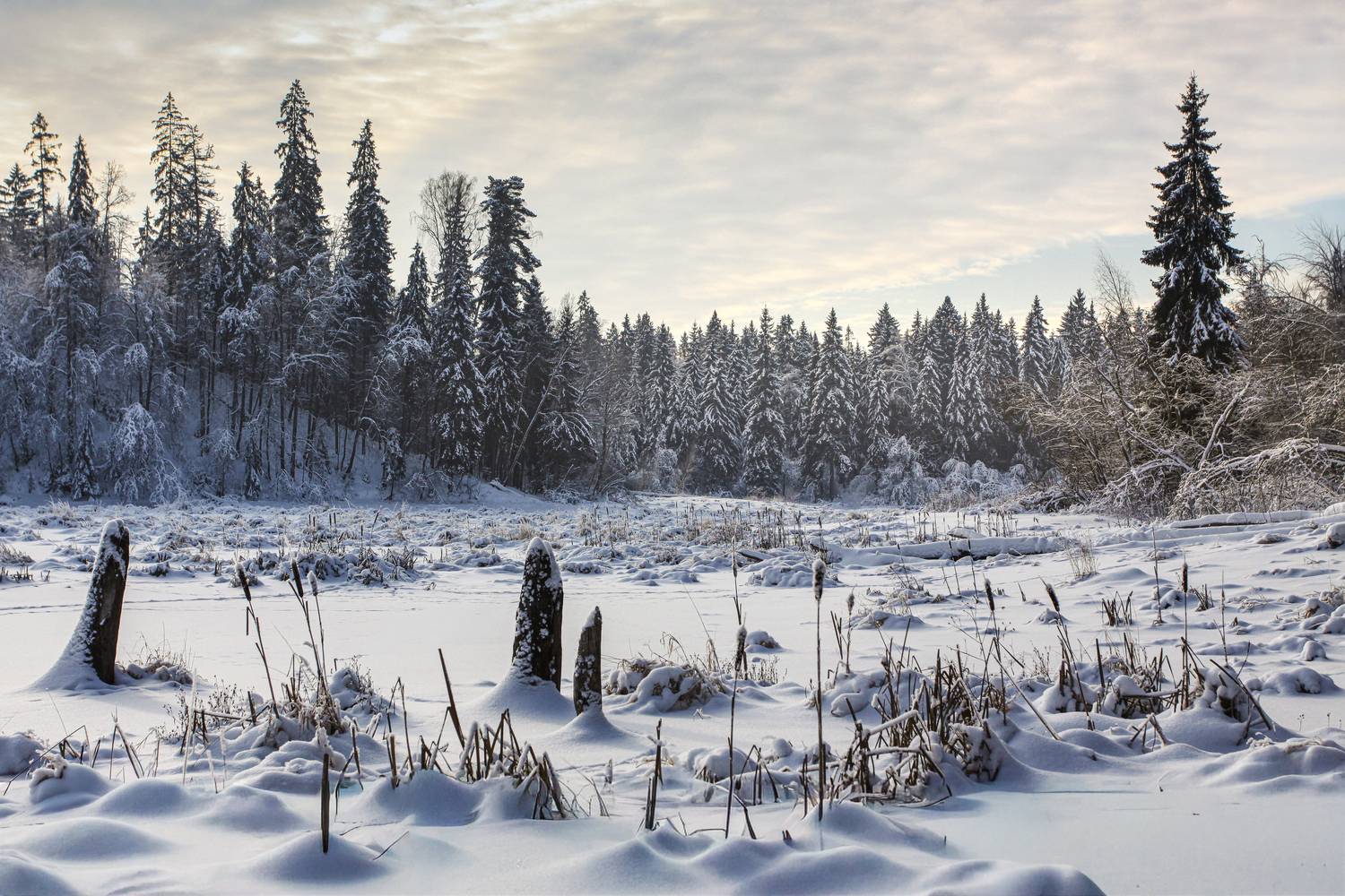 зима, Московская, область, Зеленько Дмитрий