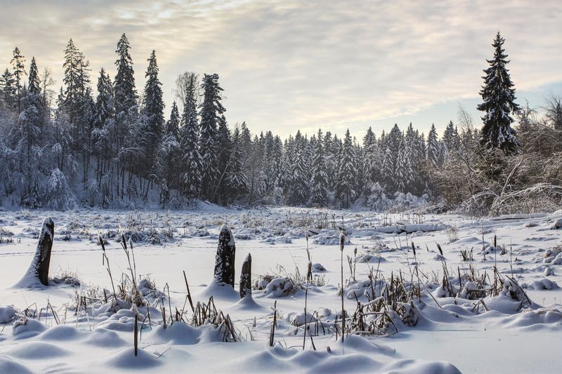 зима, Московская, область Зима на Ямщине фото превью
