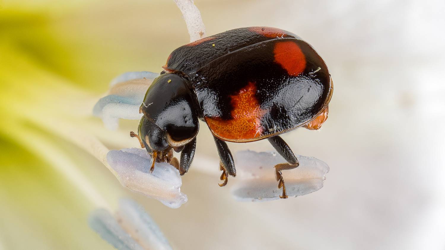 , Андрей Кривов