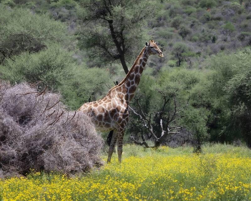 Плюшевые с пятнышками! фото превью