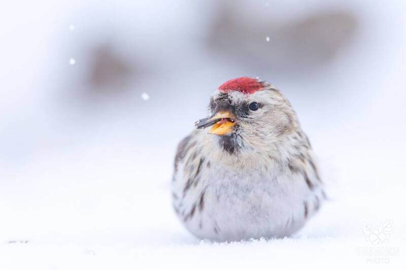 В мире птиц. Зимние чечётки. фото превью