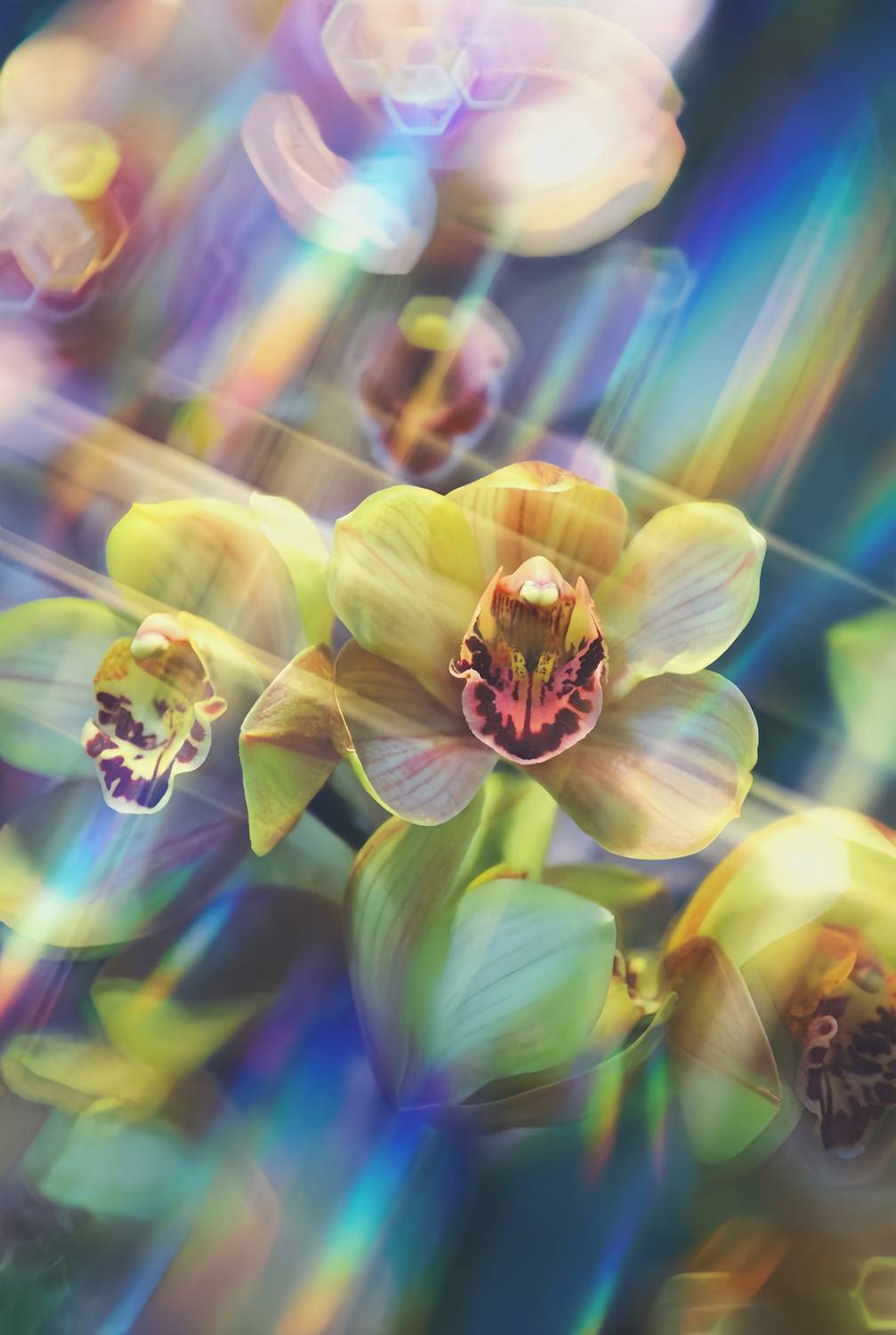 макро, macro, орхидеи, Julia Kaissa