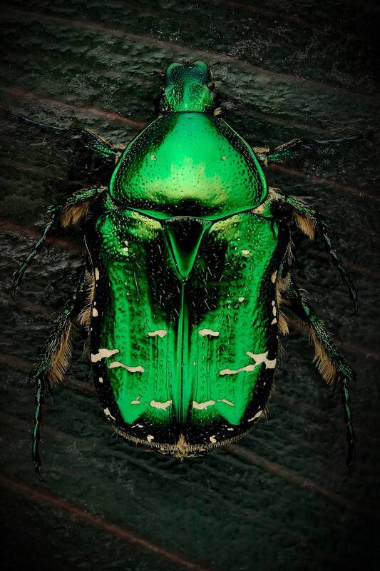 макросъёмка, макромир, макрофото, макросъемканасекомых, макро_насекомые, мирнасекомых, насекомые, жуки, бабочки, энтомология, природа, фауна, красотаприроды, фото_насекомых, фотоприроды, природавокруг, увеличение, ультрамакро, интересныенасекомые, подприц Бронзовка (лат. Cetoniinae) фото превью