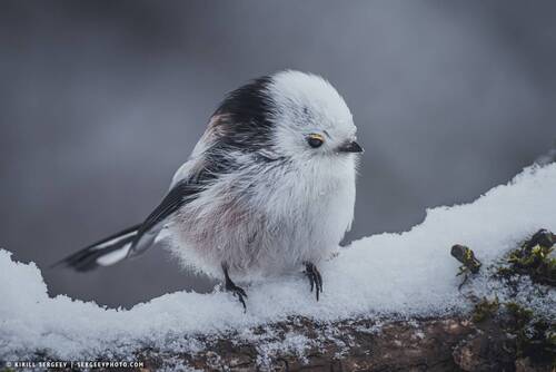Ополовник | long-tailed tit
