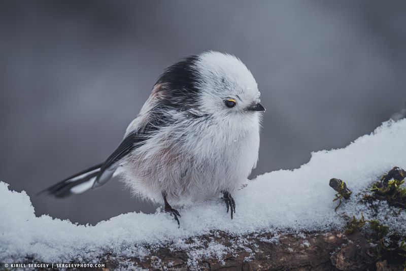 синица, птица, длиннохвостая синица, бёрдвотчинг, зима, ополовник, природа, лес, орнитология, телефото, дерево, зимний лес, tit, bird, long-tailed tit, birdwatching, winter, nature, forest, ornithology, telephoto, tree, winter forest Ополовник | long-tailed tit фото превью