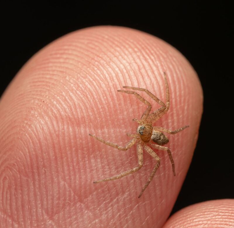 паук, макро Паучок фото превью