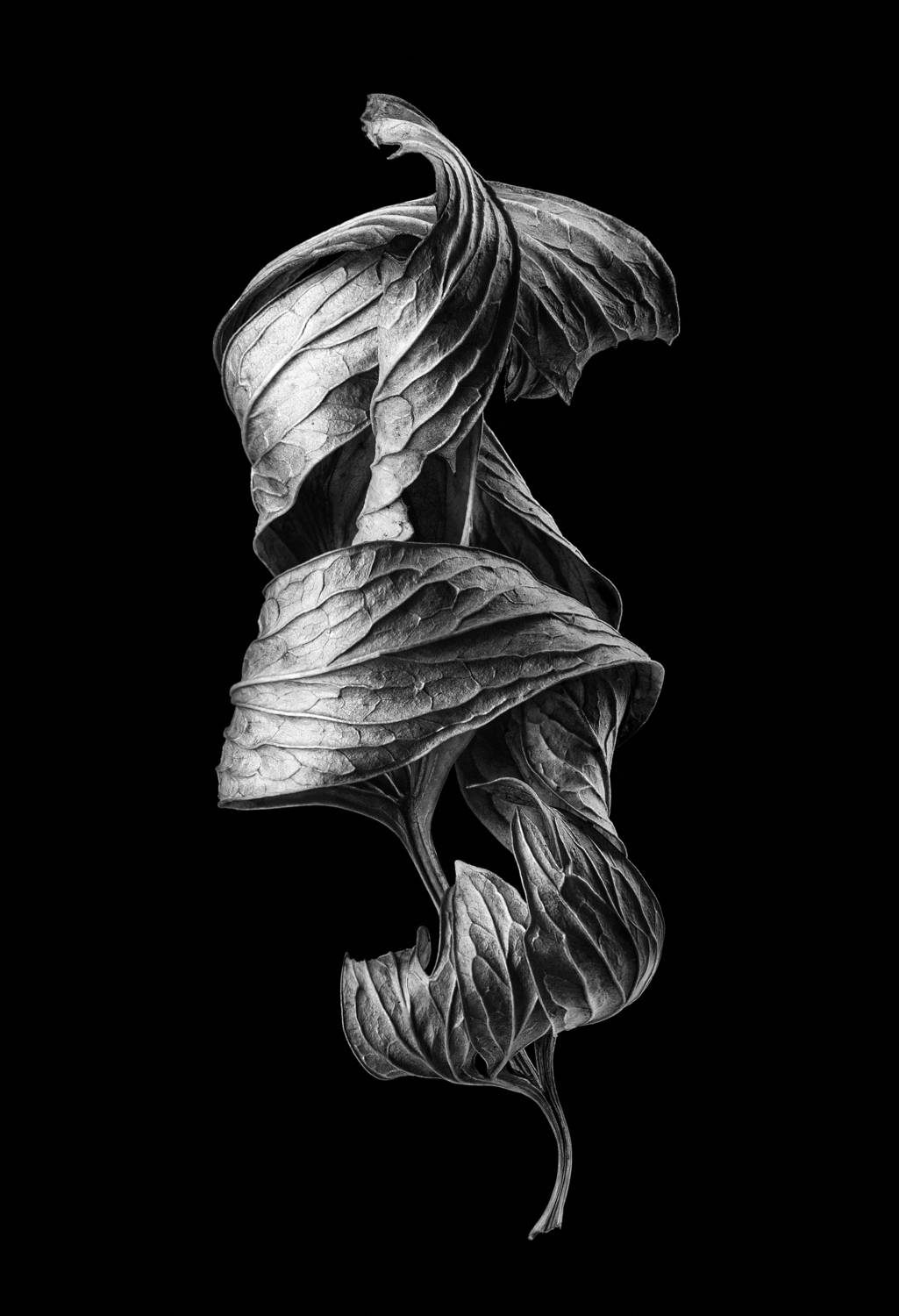 листик, макро, чб, фактура, Дёгтев Евгений