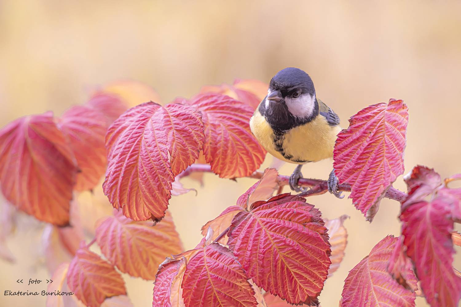 , Бурикова Екатерина