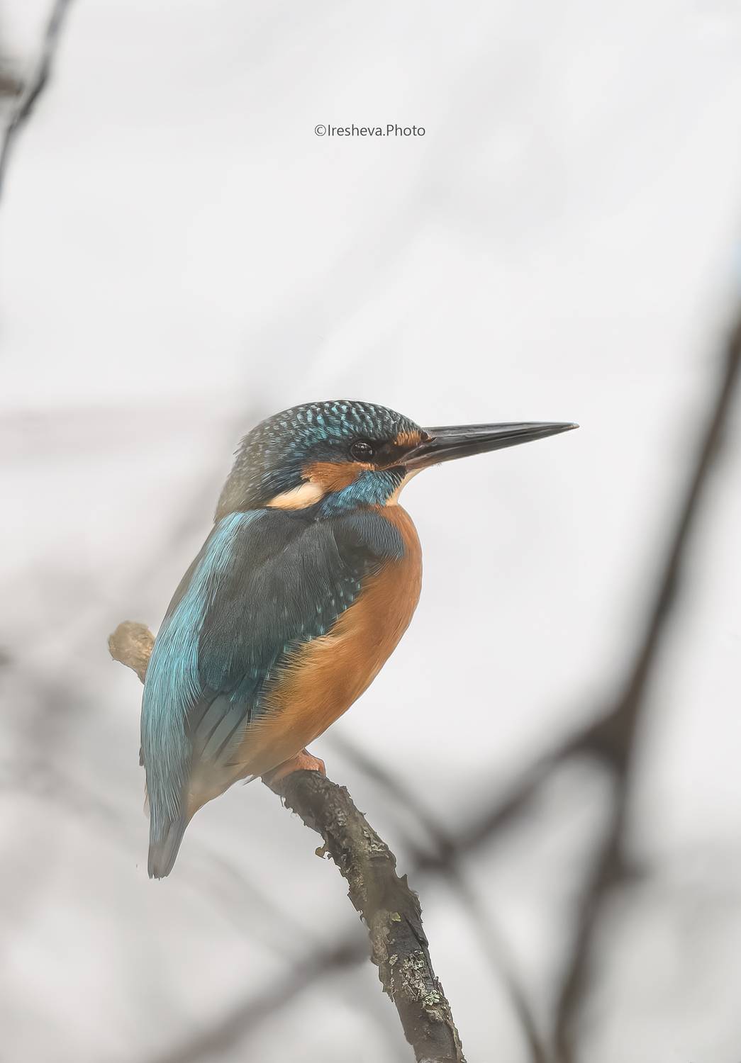 зимородок, птица, kingfisher, Ирешева Мария