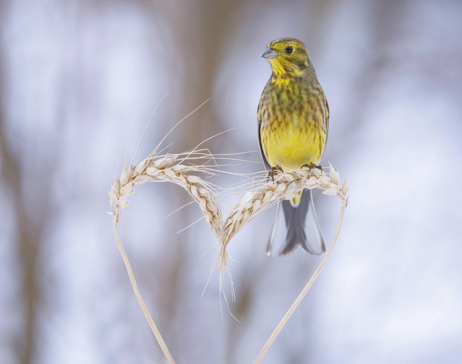 птицы, природа, зима, Андрей Киселёв