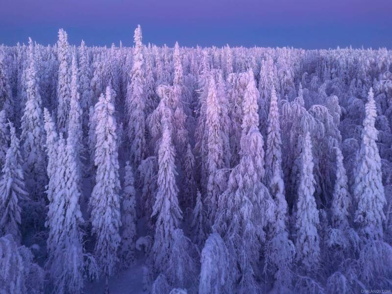 пейзаж, дрон, зима, мороз, ели, тайга, снег, синий час, рассвет Небоскрёбы Коми пармы фото превью