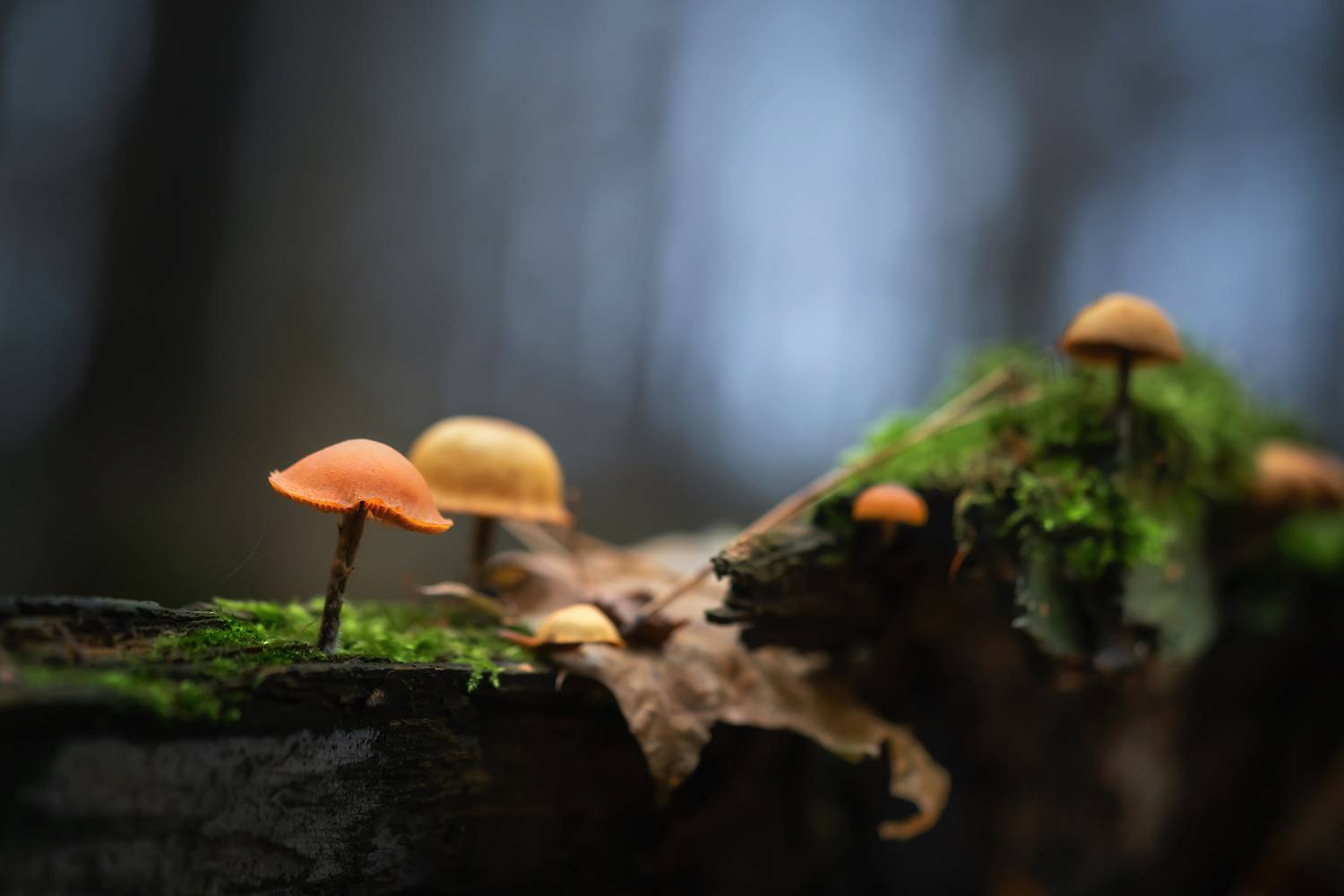 , Людмила Завьялова