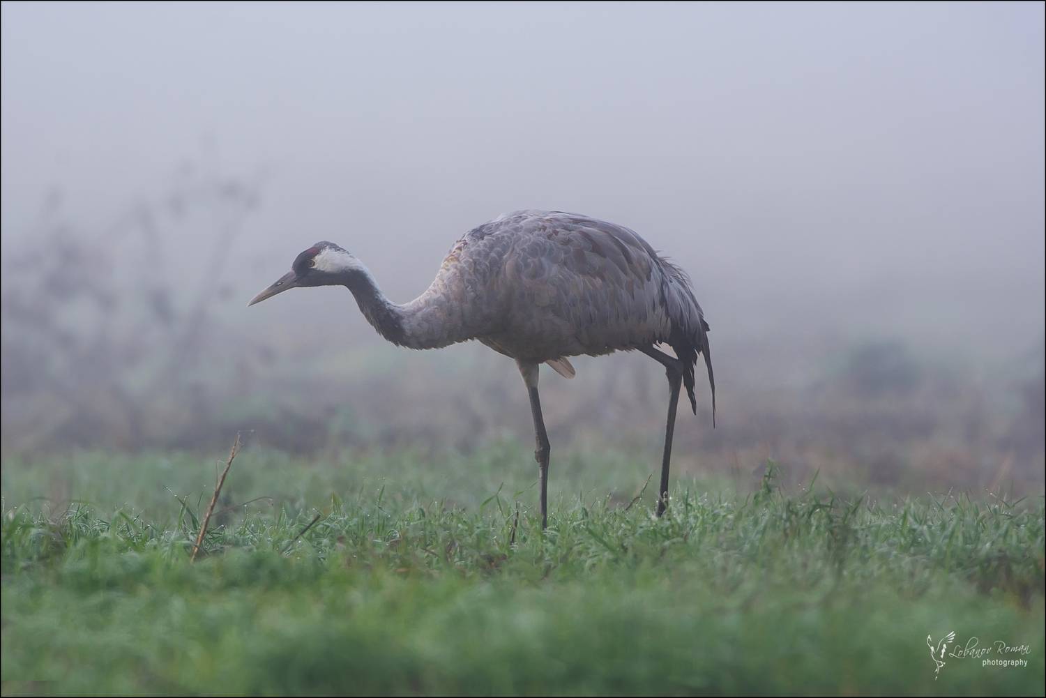 , Лобанов Роман