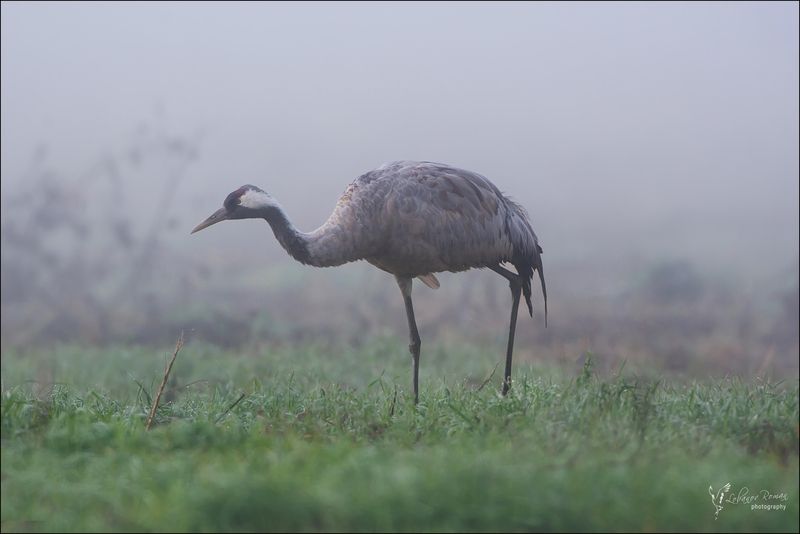 * * * фото превью