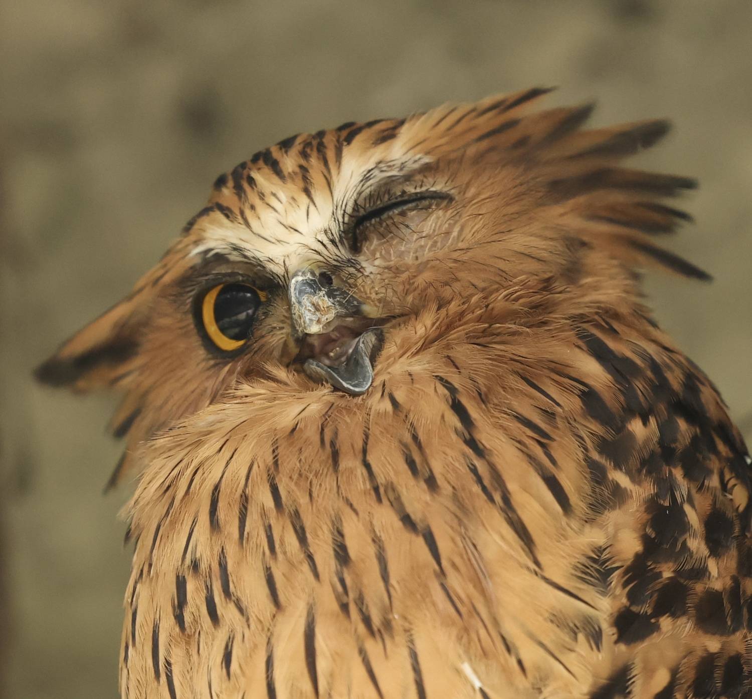 , Голубков Леонид