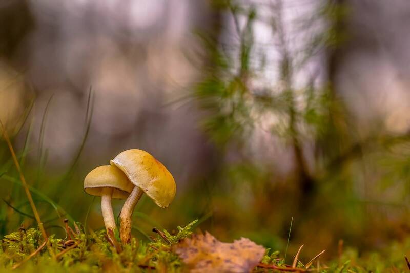 .... фото превью