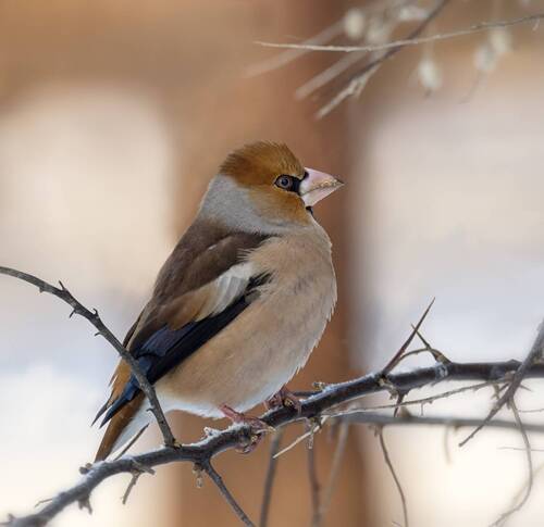 Дубонос.  (2 фото)