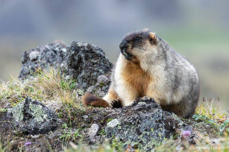 сурок, marmota camtschatica, красная книга рф Черношапочный сурок фото превью