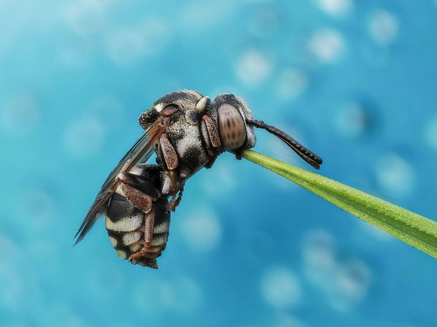 , Глеб Коровко