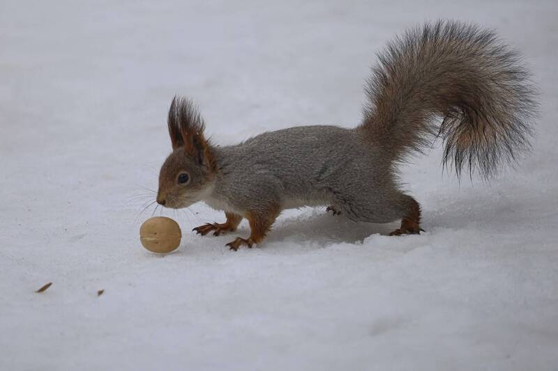 белка, орех, кусковский парк Белка и орех.. фото превью