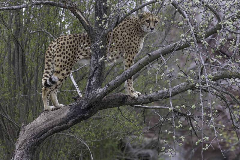 Cheetah фото превью