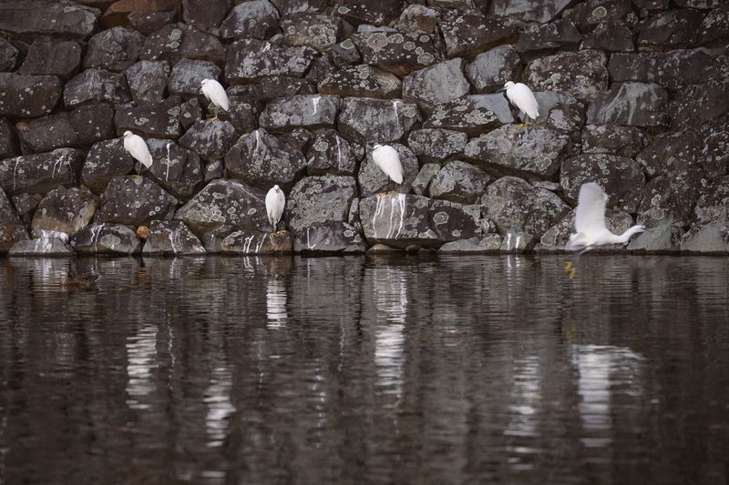 Cranes фото превью