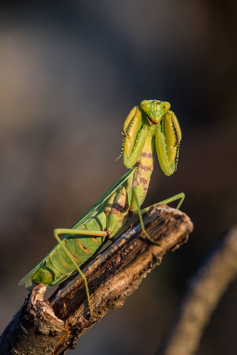 , Илья Михеев