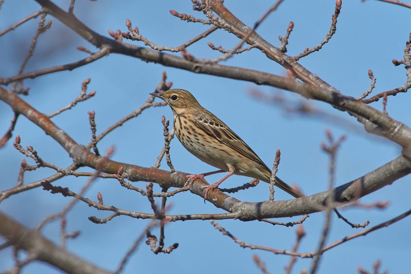 Лесной конек, птицы Лесной конек фото превью