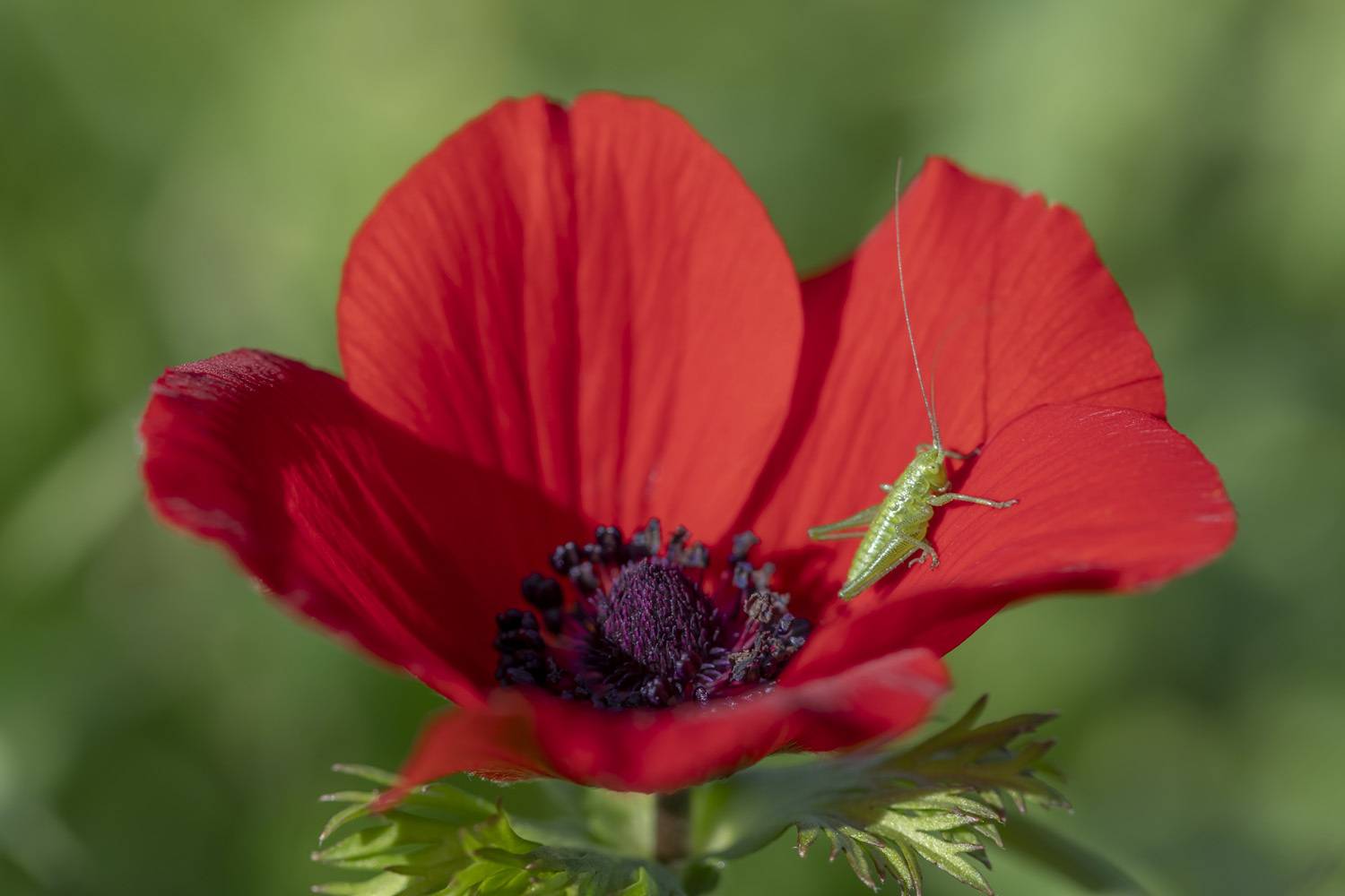 macro, flowers, plants, nature, spring, red, grass, Nikolay Tatarchuk