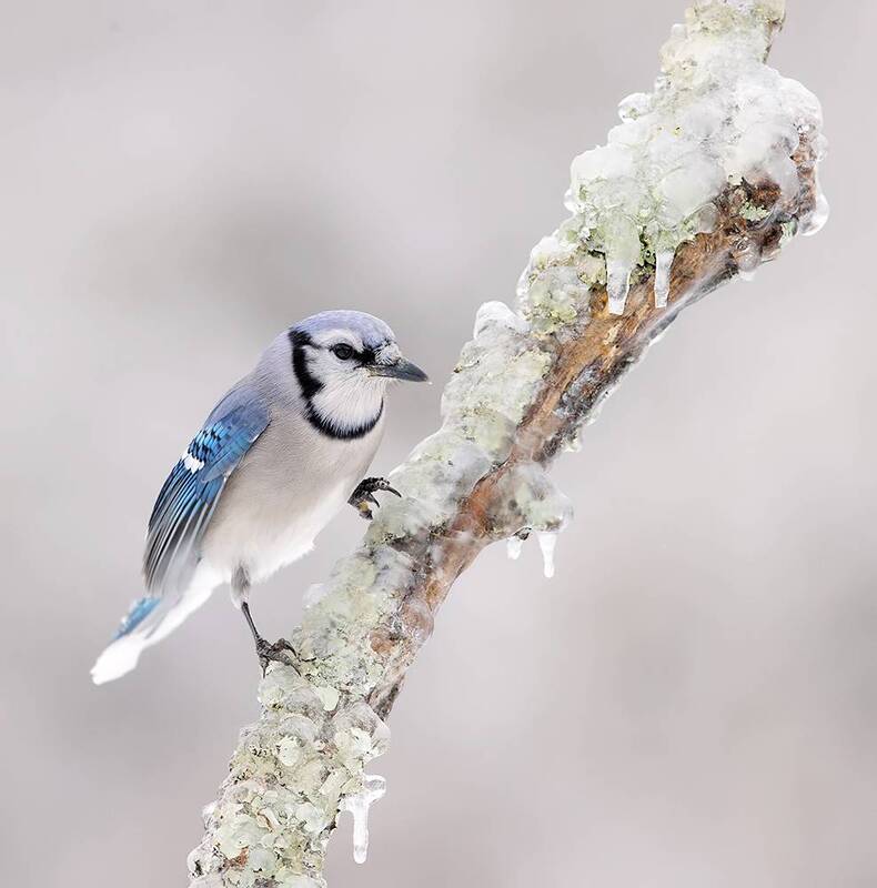 сойка, голубая сойка, jay, blue jay, зима, winter bird, птицы, snow, winter, cold Blue Jay - Голубая сойка фото превью