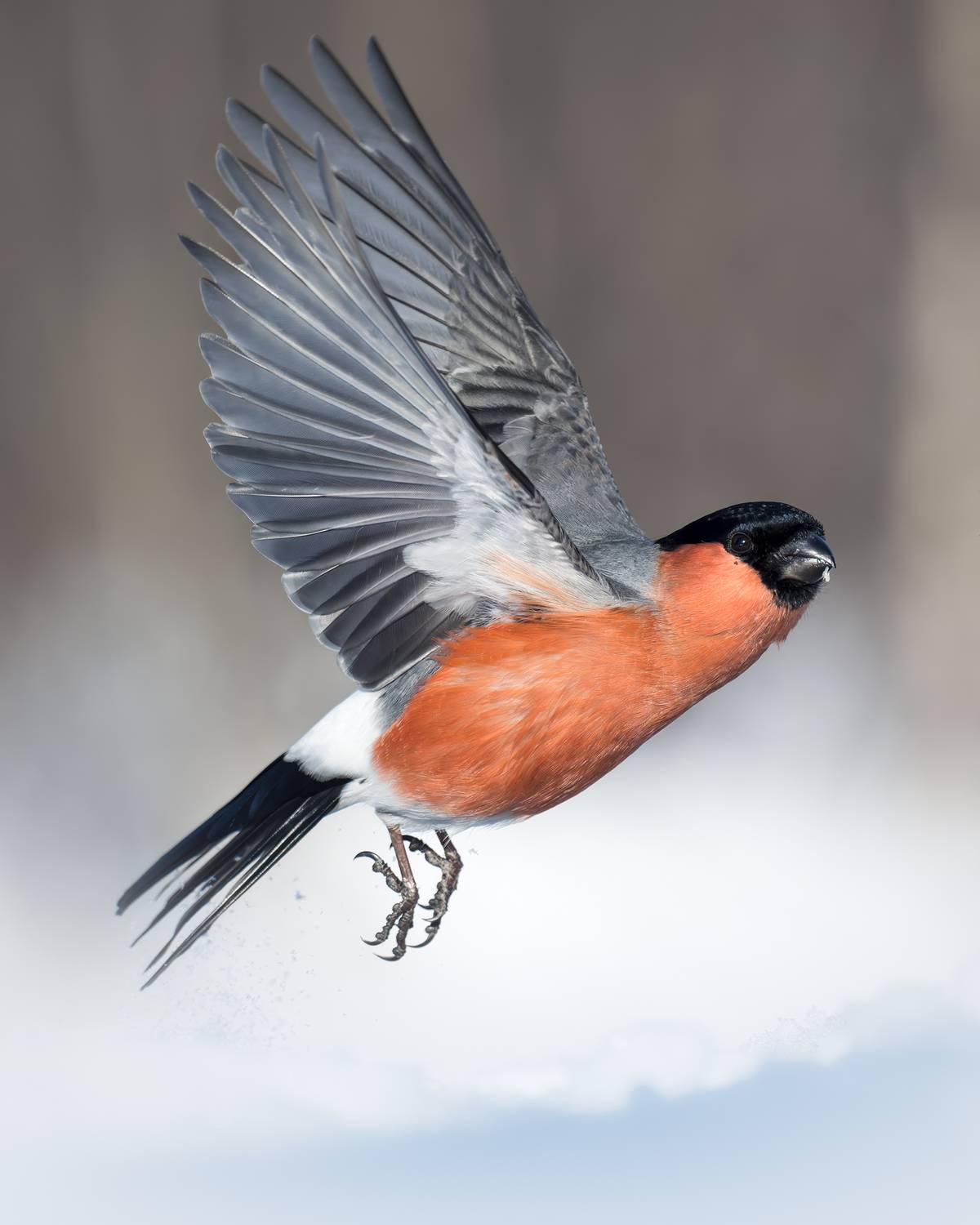 , Поляков Михаил