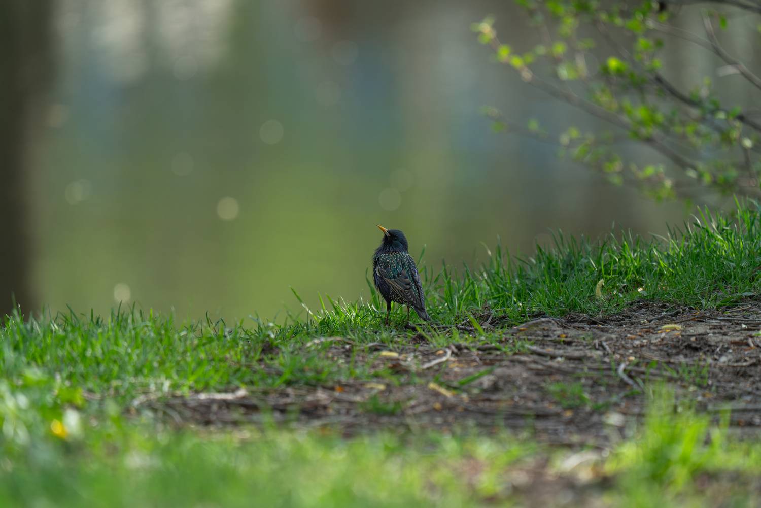 скворец, лето, summer, starling, Сергей Малинкин