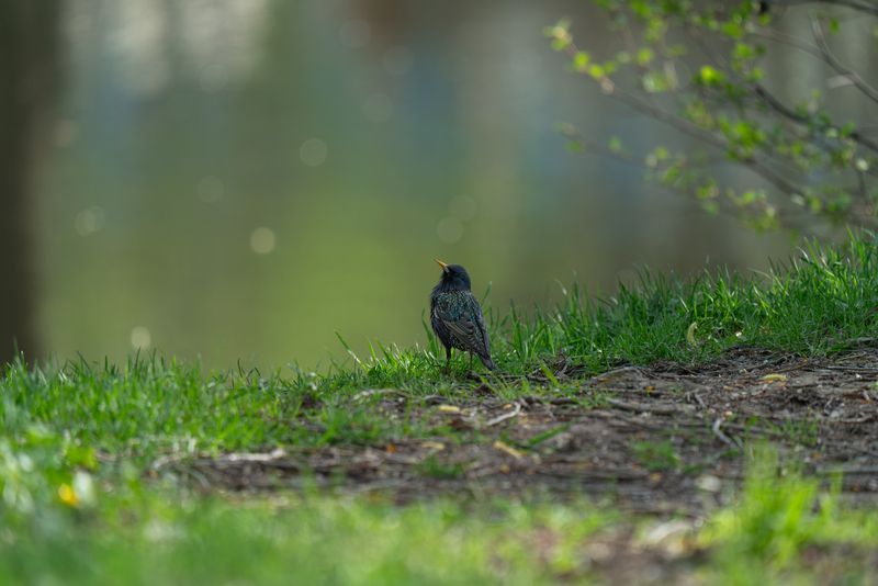 скворец, лето, summer, starling on the edge... фото превью