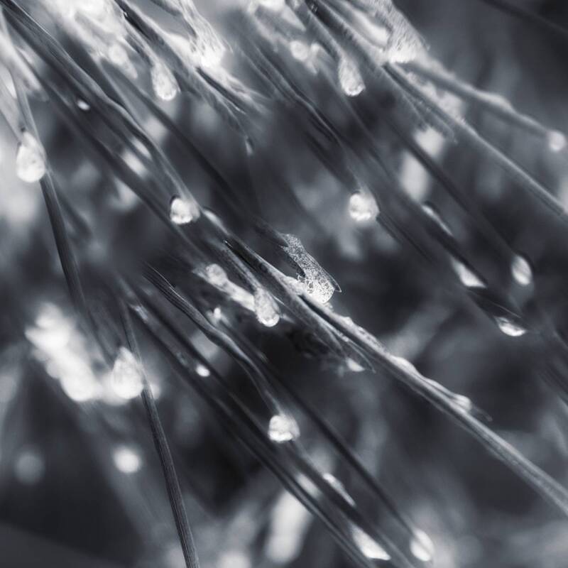 черно-белое Лесная зарисовка фото превью